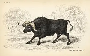 Bubalus Prints: African buffalo or Cape buffalo, Syncerus caffer