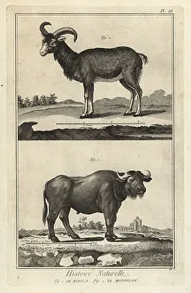1774 Prints: African buffalo and mouflon