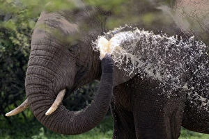 Loxodonta Collection: African Bush / African Savanna Elephant - spraying