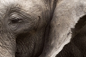 Images Dated 2nd December 2011: African Bush / African Savanna Elephant