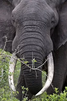 Images Dated 2nd December 2011: African Bush / African Savanna Elephant - in the bush