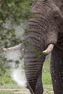 African Bush / African Savanna Elephant - spraying