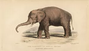 African bush elephant, adult female, Loxodonta africana