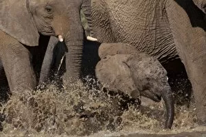 Africana Gallery: African Bush / Savanna Elephant - baby elephant