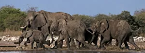 Images Dated 14th November 2012: African Bush / Savanna Elephant - group at Klein