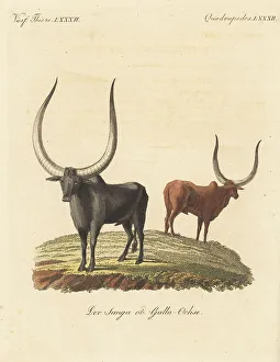 Carl Bertuch Prints: African cattle species, Bos taurus africanus