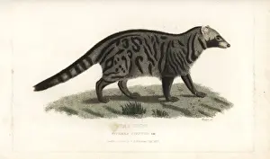 African civet, Civettictis civetta