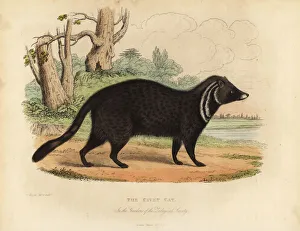 African civet, Civettictis civetta