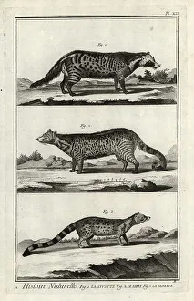 African civet, large Indian civet and genet