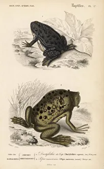 Americana Gallery: African clawed frog and Surinam toad
