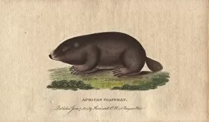 African coast rat or Cape mole rat, Georychus capensis