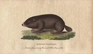 Capensis Prints: African coast rat or Cape mole rat, Georychus capensis