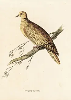 Ringed Prints: African collared-dove (ringed), Streptopelia