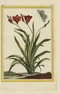 Lily Gallery: African corn lily, Tritonia crocata