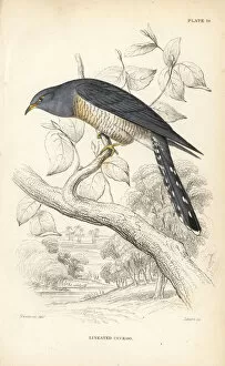 African cuckoo, Cuculus gularis