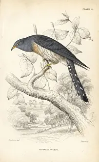 Cuckoo Prints: African cuckoo, Cuculus gularis