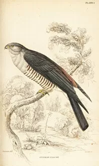 Naturalists Collection: African cuckoo-hawk, Aviceda cuculoides