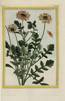 Tant Prints: African daisy, Arctotis species