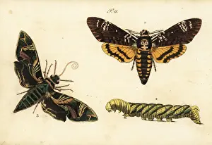 Mort Prints: African deaths head hawkmoth and oleander hawk-moth