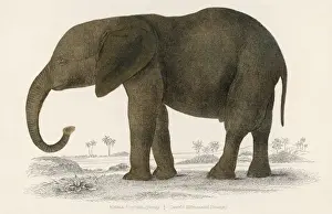 African Elephant