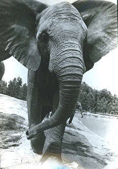 African Elephant