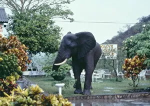 Loxodonta Collection: African ELEPHANT - in garden