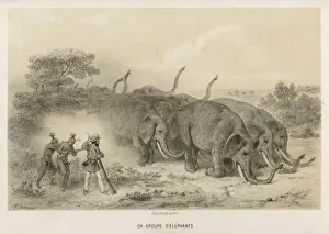 African Elephant Herd