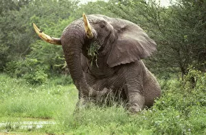 Feeding Gallery: African Elephant - Sitting in the middle of the