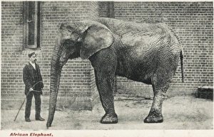 Whip Collection: African Elephant and Zoo Keeper