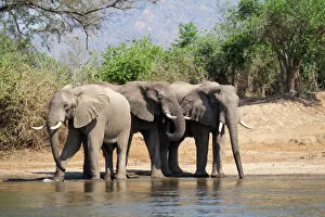 Africana Gallery: African Elephants - drinking