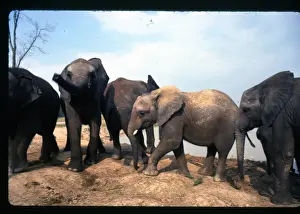 African elephants in the wild