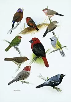 Acrididae Gallery: African Estrildid finches