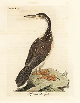 African finfoot, Podica senegalensis
