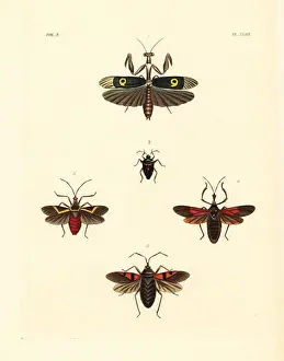 Mantis Prints: African flower mantis and exotic beetles
