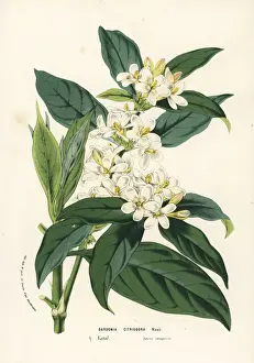 Natal Prints: African gardenia, Mitriostigma axillare
