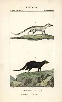 Genet Prints: African genet, Genetta genetta, and marsh or