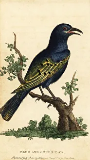 George Edwards Prints: African glossy starling, Lamprotornis species