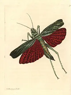 Locust Prints: African grasshopper or milkweed locust, Phymateus cinctus
