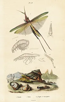 Turbo Prints: African grasshopper and turban shell