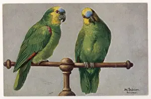 Psittacus Prints: African Green Parrot
