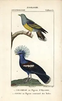 Cristata Prints: African green pigeon, Treron calvus, and blue