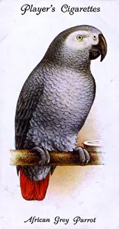 Parrots Prints: African Grey Parrot