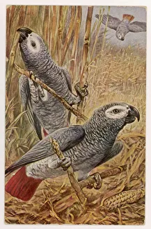 Universal Gallery: African Grey Parrot