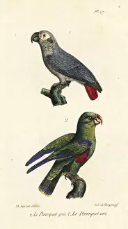 Oeuvres Collection: African grey parrot and green parakeet