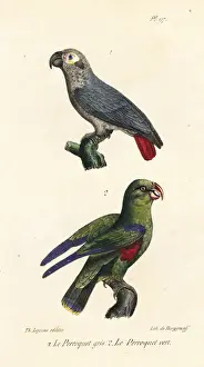 Psittacus Prints: African grey parrot and green parakeet