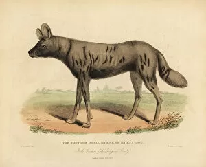 Buffon Collection: African hunting dog, Lycaon pictus