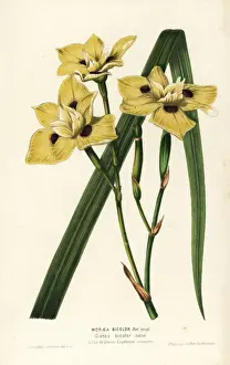 Moraea Prints: African iris, Dietes bicolor