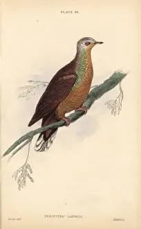 Edwardlear Prints: African lemon-dove, Columba larvata, native to Africa