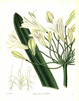 Maund Collection: African lily, Agapanthus africanus