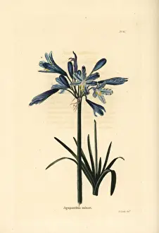 African lily, Agapanthus africanus